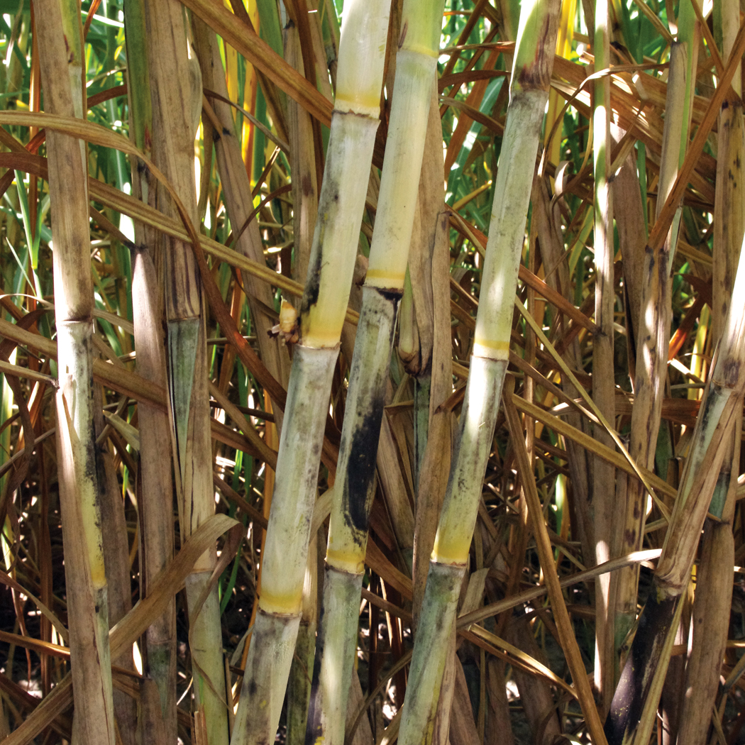 Stalk wax – Moderate wax with yellowish appearance.